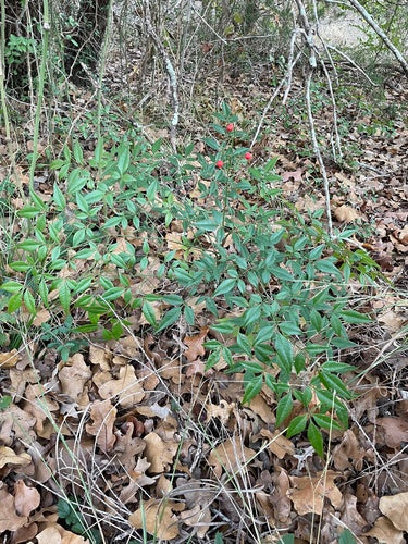 Bambù celeste — Bild 2