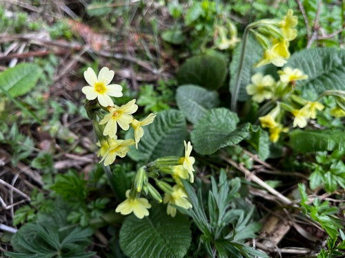 Primula alta — foto 5 di 9