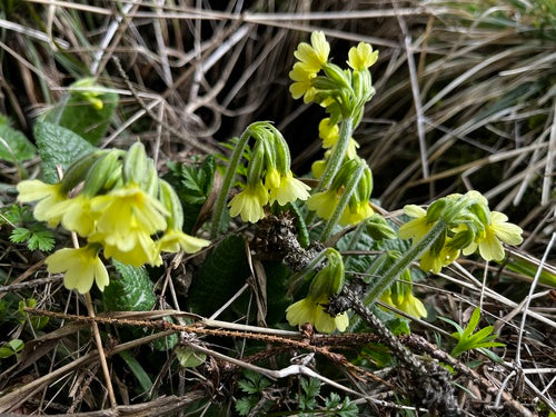 Primula alta — foto 4 di 9