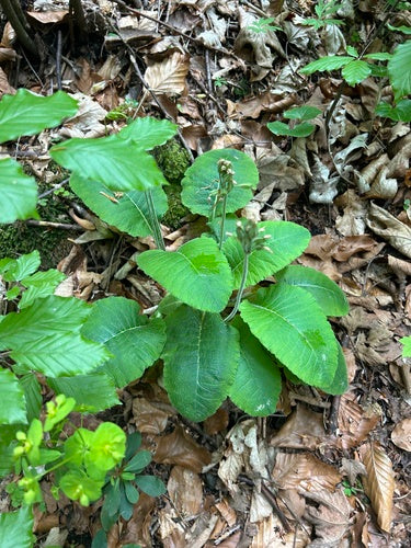 Primula alta — foto 2 di 9
