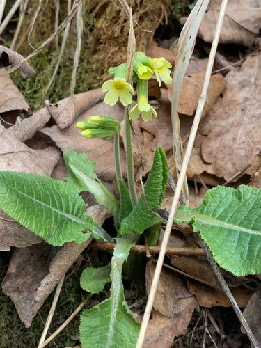 Primula alta — foto 3 di 9