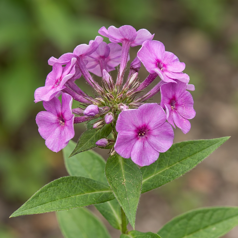 Phlox perenne alto