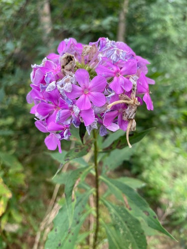 Phlox perenne alto — foto 5 di 11