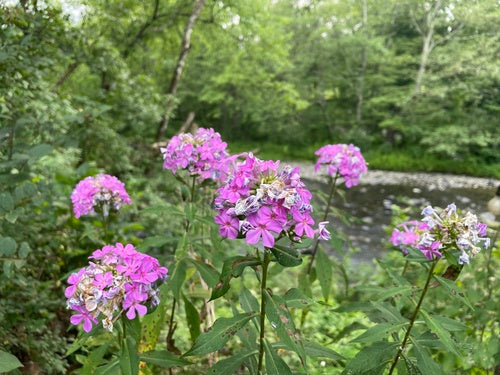 Phlox perenne alto — foto 4 di 11