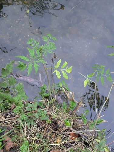 anziano — Bild 4