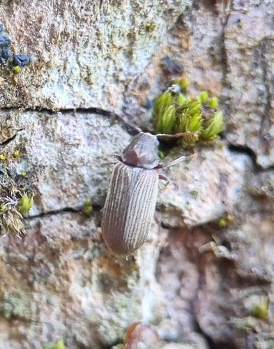 Tarlo, scarabeo roditore comune — Bild 5