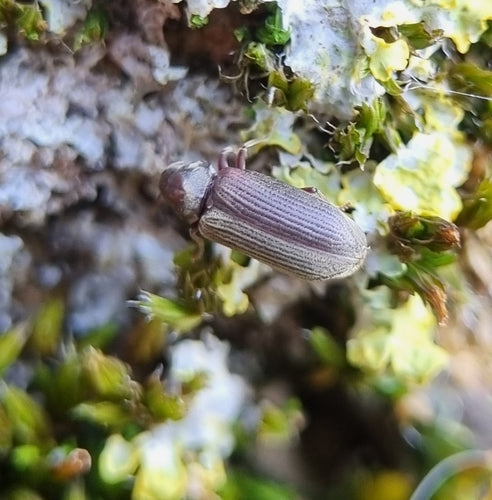 Tarlo, scarabeo roditore comune — Bild 5