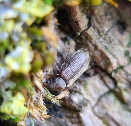 Tarlo, scarabeo roditore comune — Bild 4