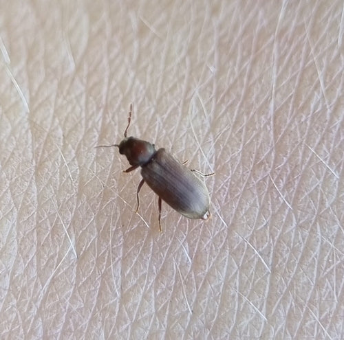 Tarlo, scarabeo roditore comune — Bild 2