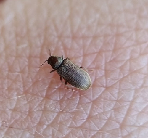 Tarlo, scarabeo roditore comune — Bild 3