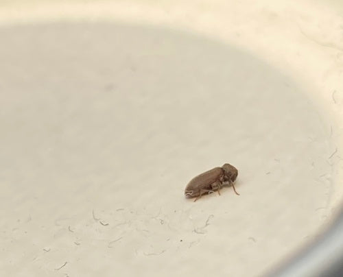 Tarlo, scarabeo roditore comune — Bild 3