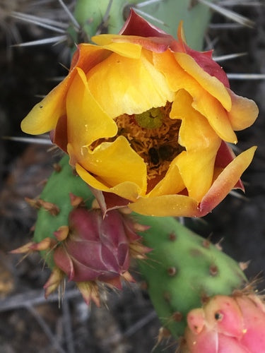 ape mellifera — Bild 3
