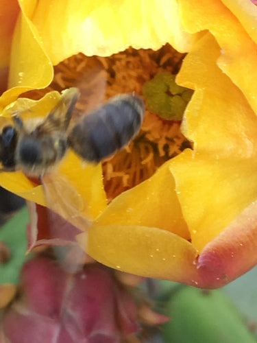 ape mellifera — Bild 4