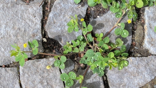 trifoglio di luppolo — foto 5 di 11