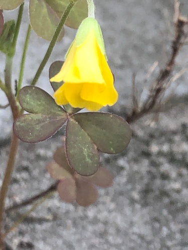 Acetosa del corno — Bild 3