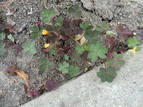Acetosa del corno — Bild 5