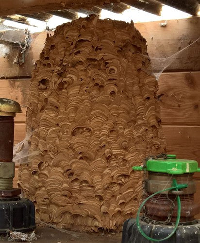 calabrone — Bild 1