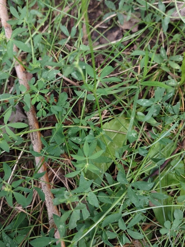 Trifoglio in corno — Bild 2