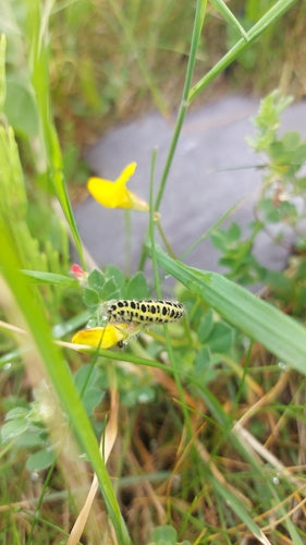 Trifoglio in corno — Bild 5