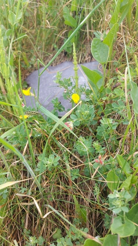 Trifoglio in corno — Bild 4