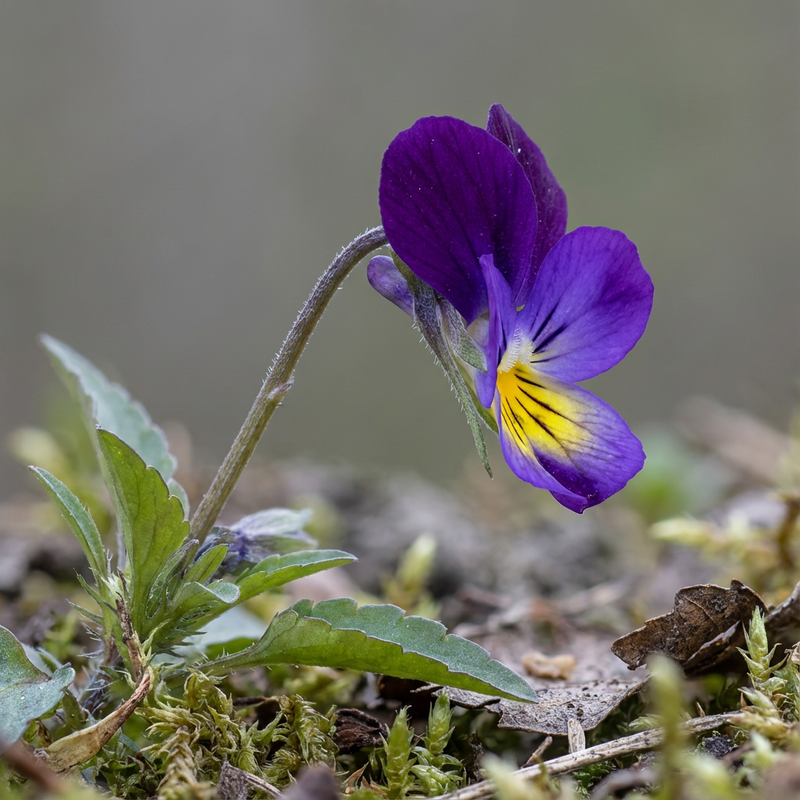 viole cornute