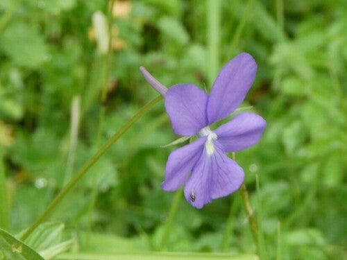 viole cornute — Bild 5