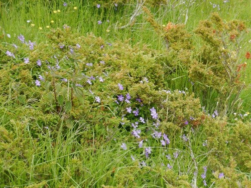 viole cornute — Bild 4