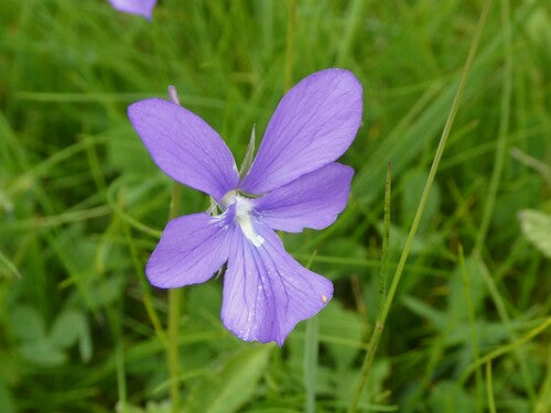 viole cornute — Bild 3