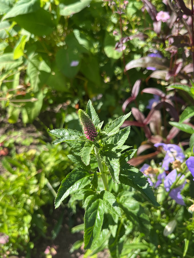 Si vede l'veronica spicata in fiore con i suoi tipici boccioli chiusi e le foglie verdi. La pianta si trova alla luce del sole tra altra vegetazione.