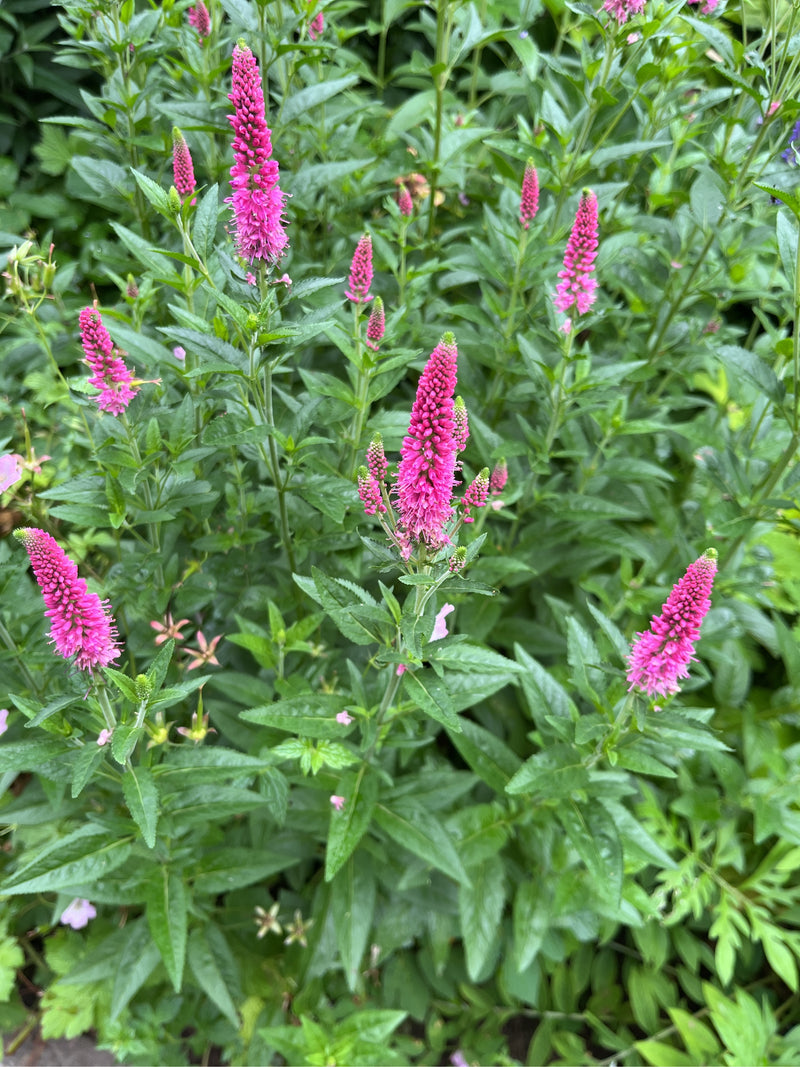 L'immagine mostra diverse piante di veronica in fiore con infiorescenze rosa vivo e foglie verdi. Lo scatto riprende le piante dall'alto in un giardino.