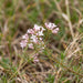 Blüte von Hügel-Meier (Asperula cynanchica) in Nahaufnahme (KI-generiert)