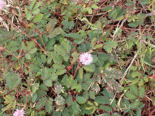 legumi — Bild 3