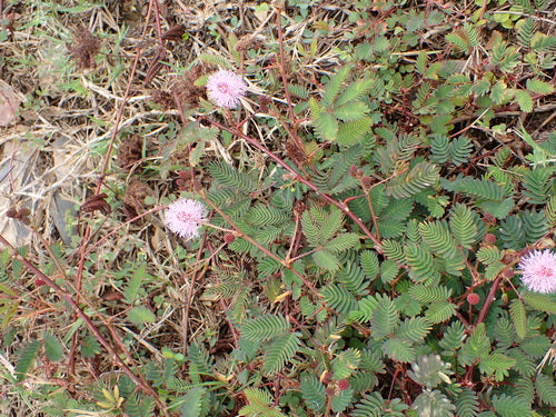 legumi — Bild 2