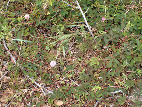 legumi — Bild 1