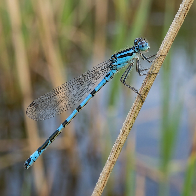 Damigella azzurra a ferro di cavallo
