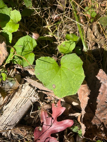 Coltsfoot — Bild 5