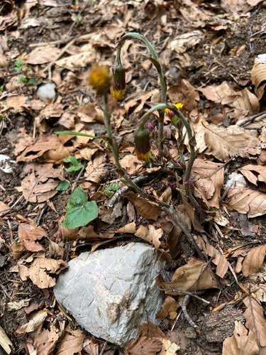 Coltsfoot — Bild 1