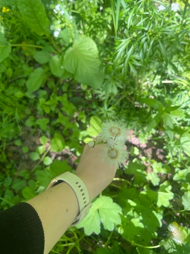 Coltsfoot — Bild 4