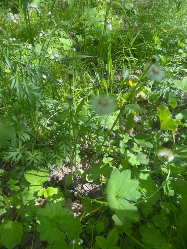 Coltsfoot — Bild 3