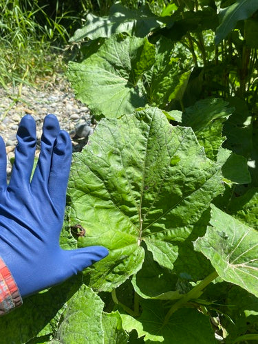 Coltsfoot — Bild 2