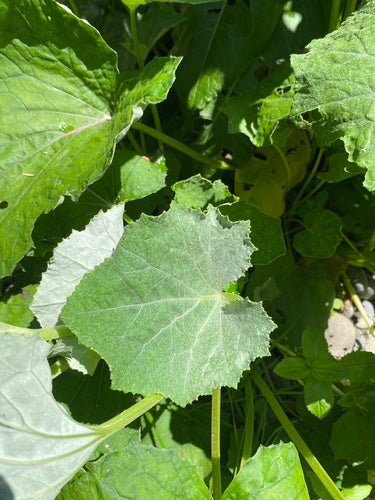Coltsfoot — Bild 3