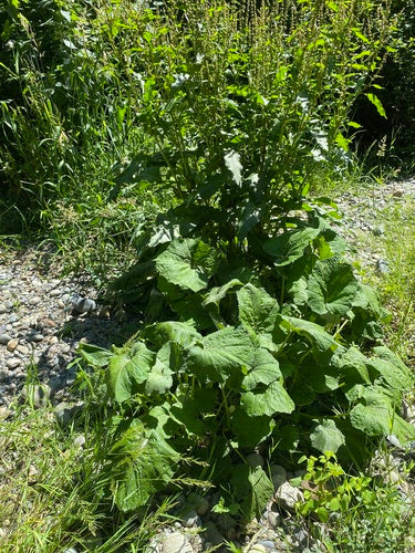 Coltsfoot — Bild 4