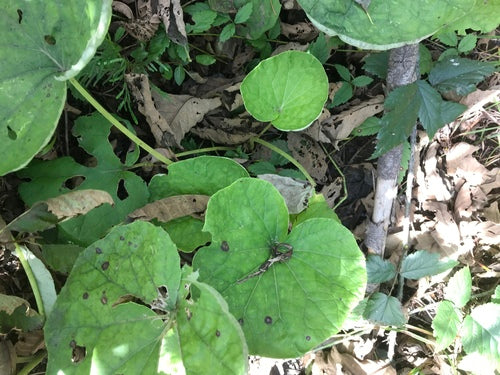 Coltsfoot — Bild 2