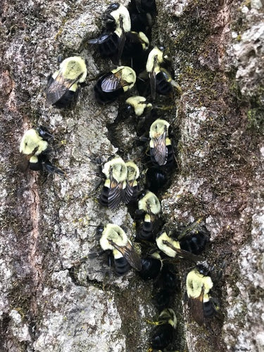 calabrone — Bild 5