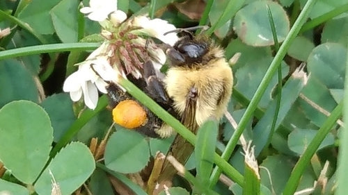 calabrone — Bild 4