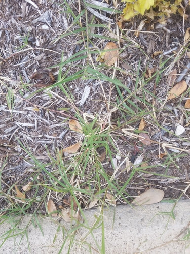 Erba dente di cane — Bild 5