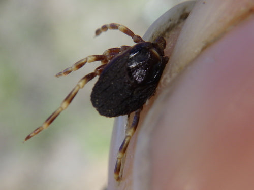 Zecca Hyalomma — Bild 2
