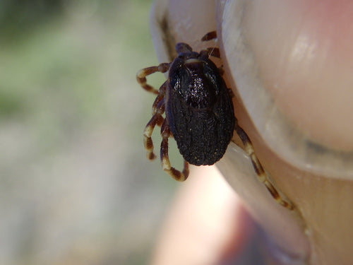 Zecca Hyalomma — Bild 1