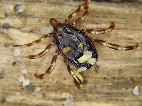 Zecca Hyalomma — Bild 4
