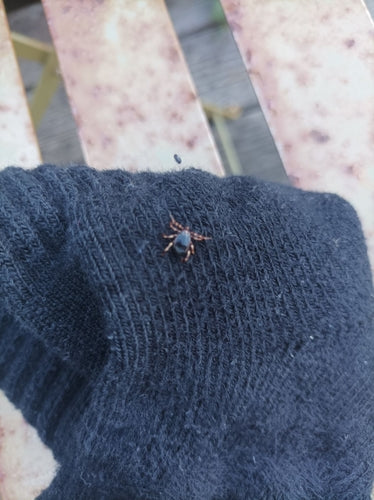 Zecca Hyalomma — Bild 3
